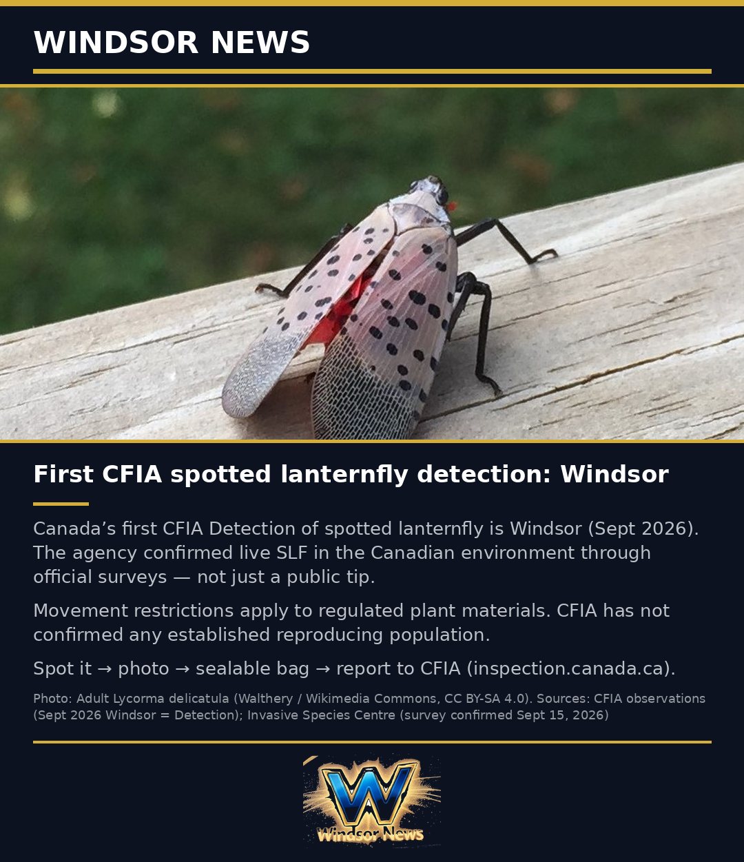 Windsor News card: First CFIA-confirmed spotted lanternfly detection in Canada is in Windsor